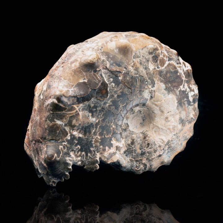 Fossil Prepped Ammonite From Madagascar // 1.31 Lb. - Image 3