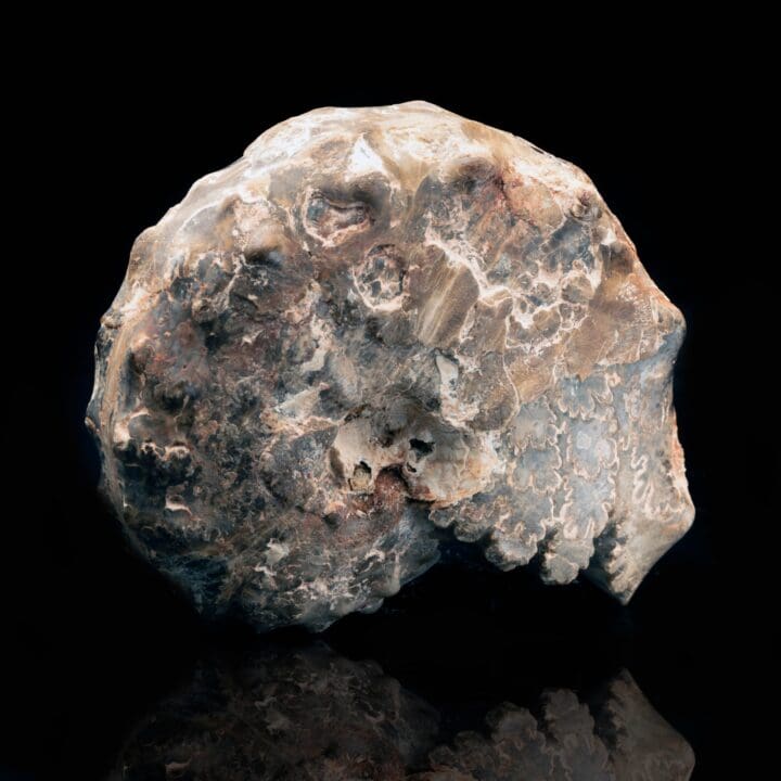 Fossil Prepped Ammonite From Madagascar // 1.31 Lb. - Image 2