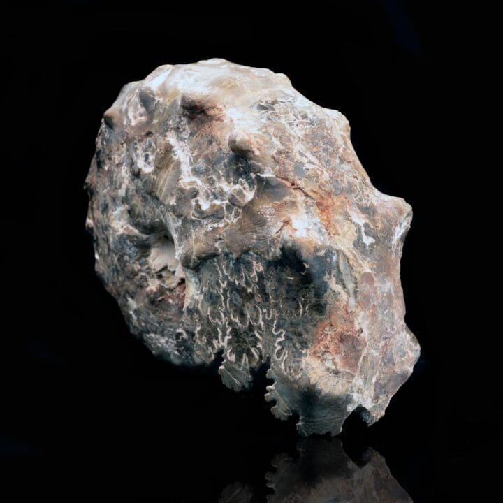 Fossil Prepped Ammonite From Madagascar // 1.31 Lb.