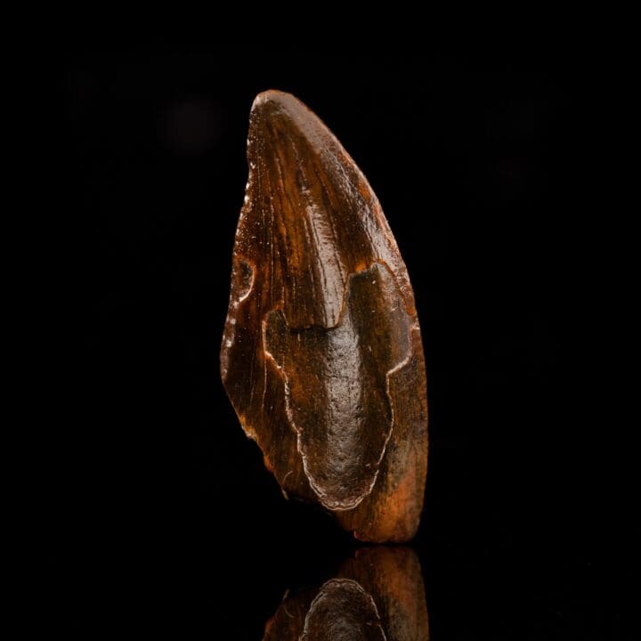 Raptor Tooth Fossil in Collector's Box - Image 2