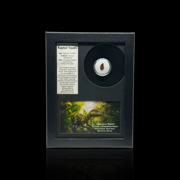 Raptor Tooth Fossil in Collector's Box - Image 6