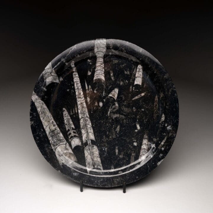 Belemnite Plate