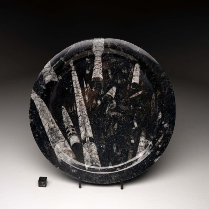 Belemnite Plate - Image 3