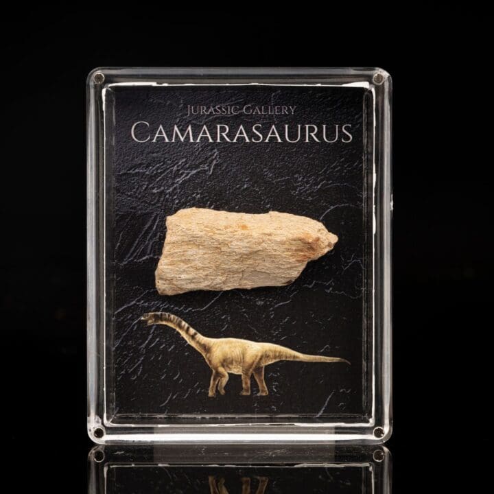Camarasaurus Fossil Box