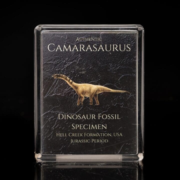 Camarasaurus Fossil Box - Image 2