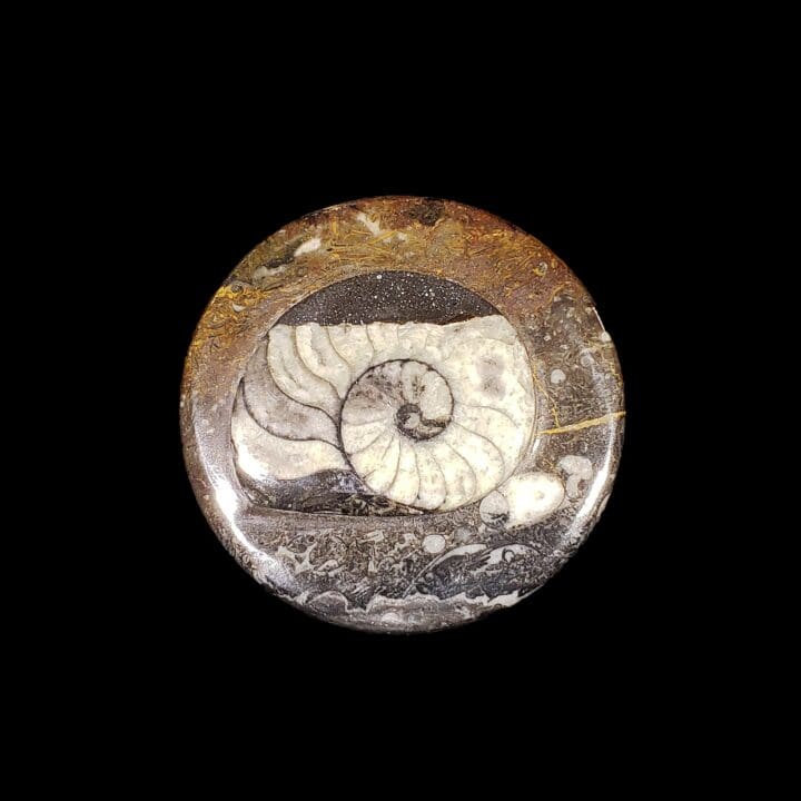 Ammonite and Belemnite Small Circular Container - Image 3