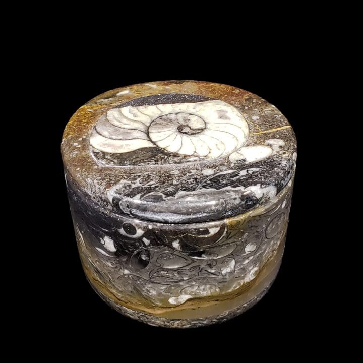 Ammonite and Belemnite Small Circular Container - Image 2