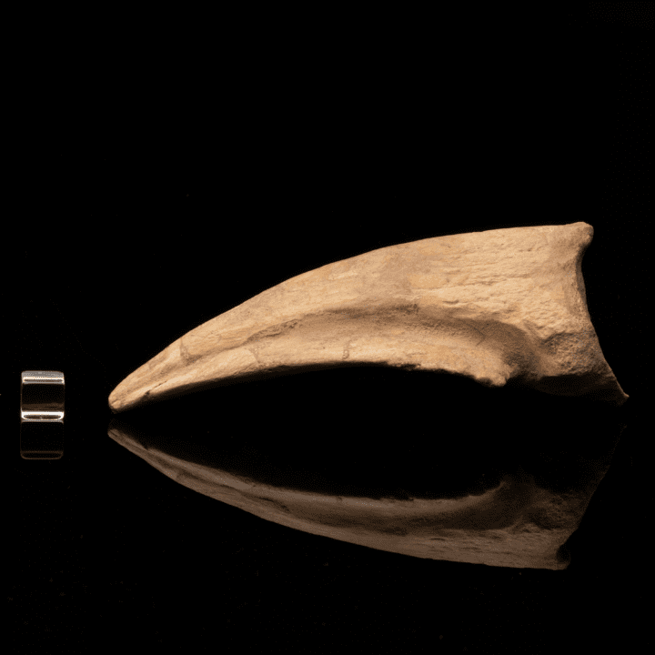 Spinosaurus Toe Claw // 5-1/2" Long - Image 2