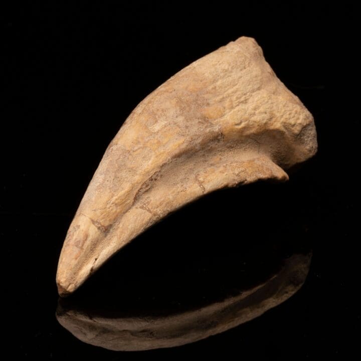Spinosaurus Toe Claw // 5-1/2" Long