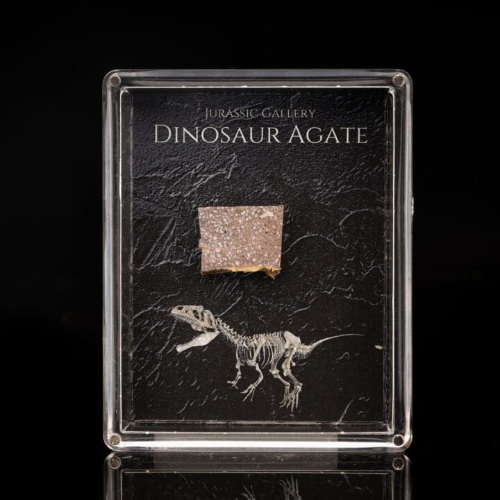 Dinosaur Agate Fossil Box