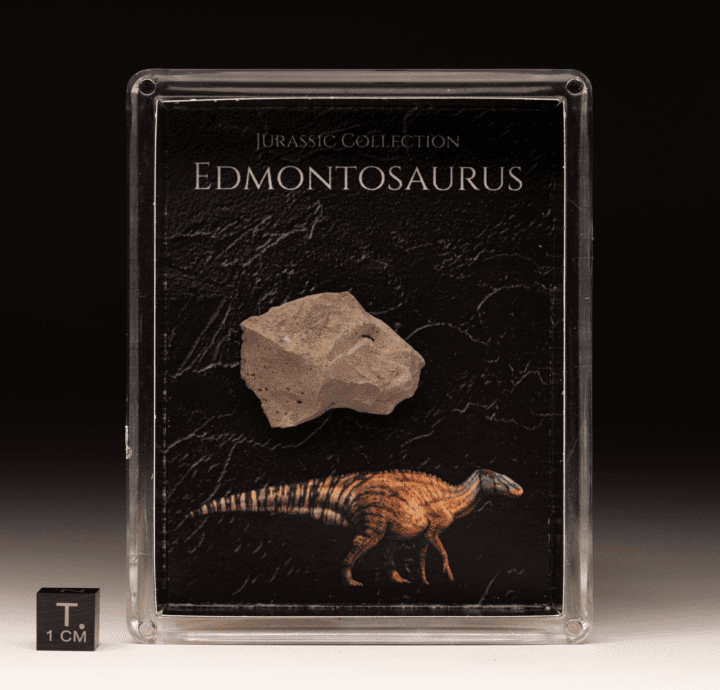 Edmontosaurus Fossil Box - Image 2
