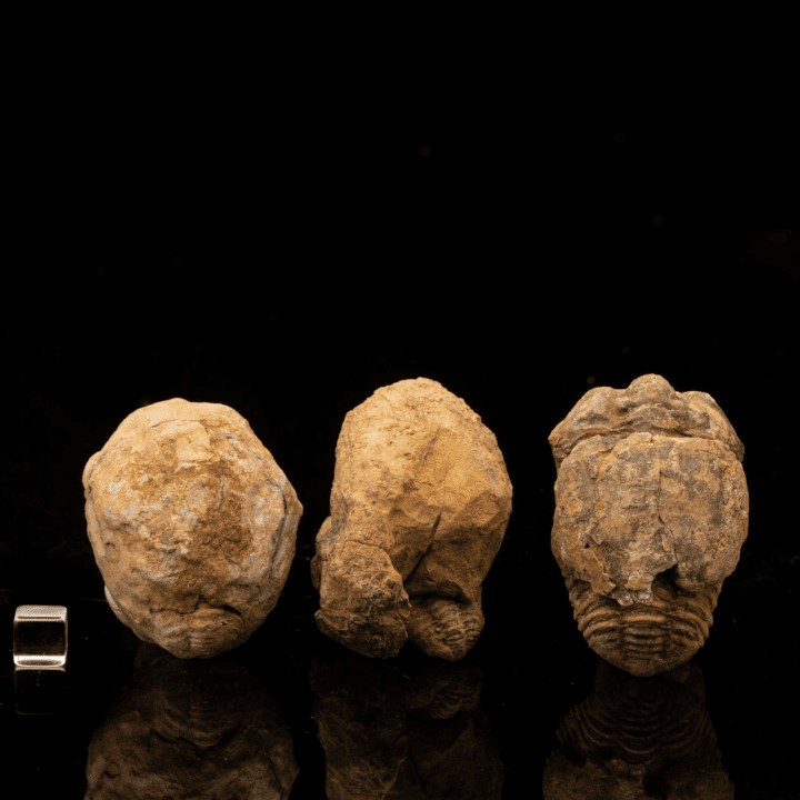 Trilobite Fossil Geode - Image 2
