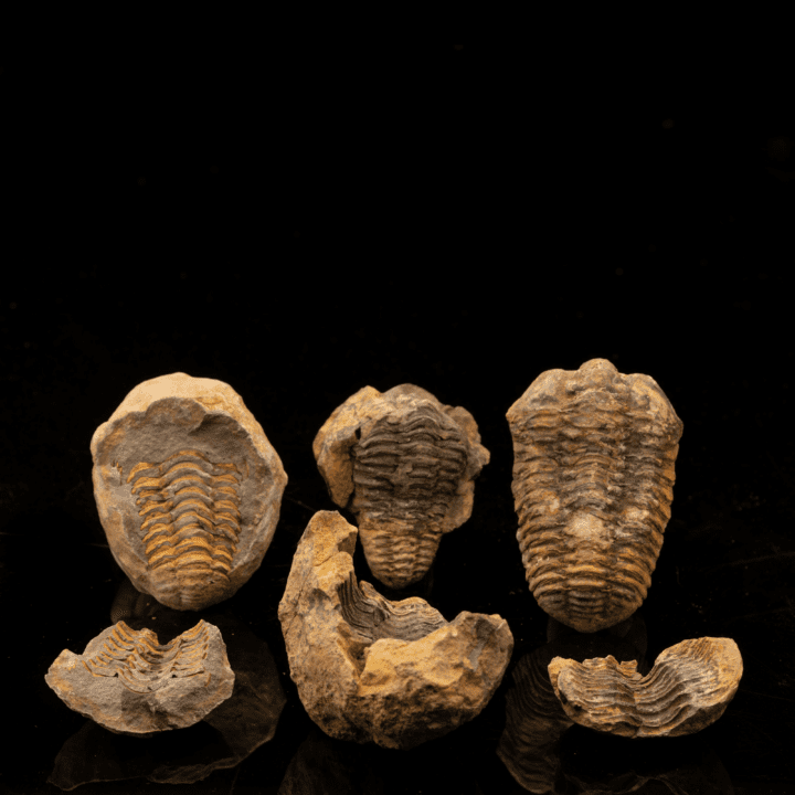 Trilobite Fossil Geode