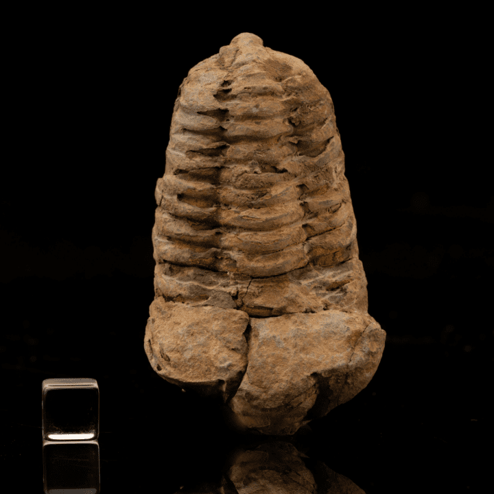 Trilobite Fossil Geode - Image 3