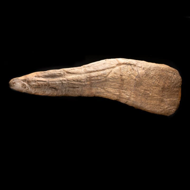 Triceratops Horn