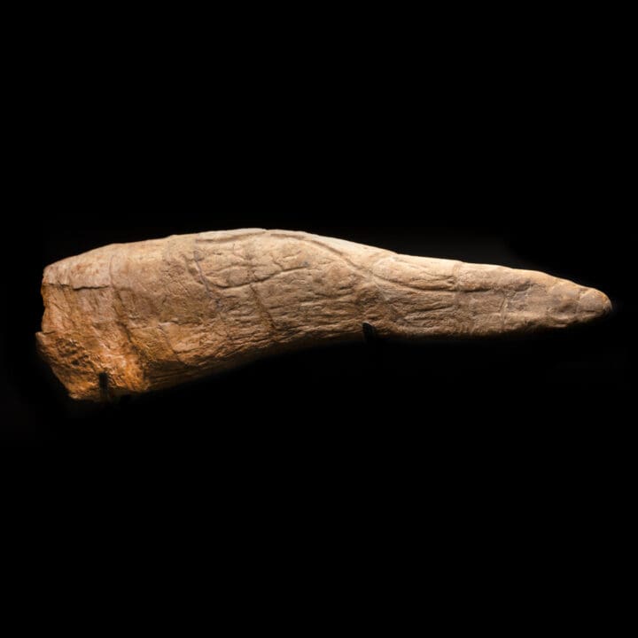Triceratops Horn - Image 2