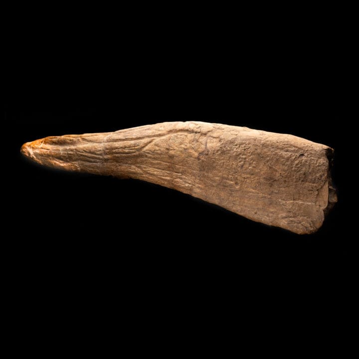 Triceratops Horn - Image 3