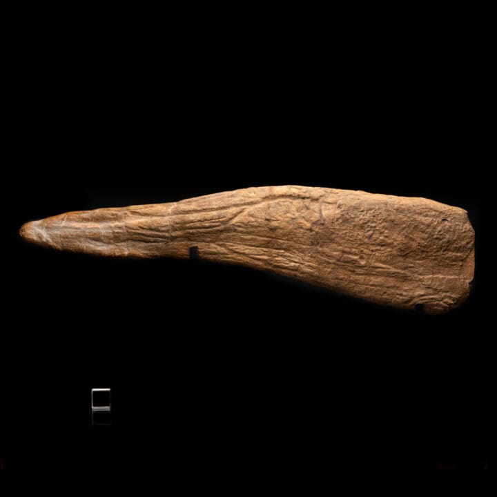 Triceratops Horn - Image 4