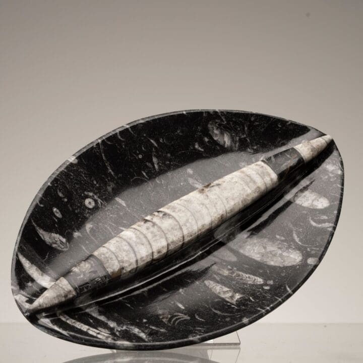 Belemnite Divided Oval Dish // Ver. 1