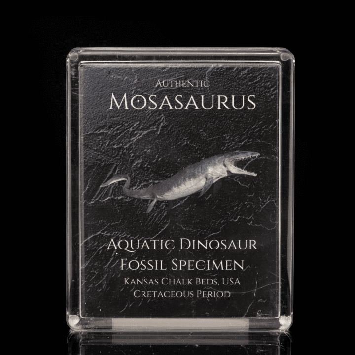 Mosasaurus Fossil Box - Image 2