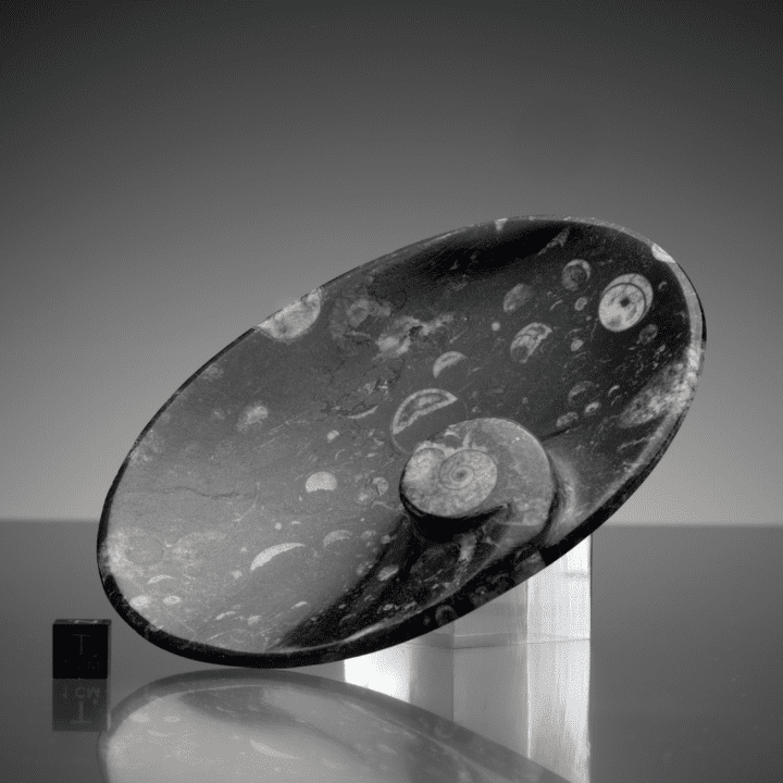 Ammonite and Belemnite Oval Dish // Ver. 1 - Image 2
