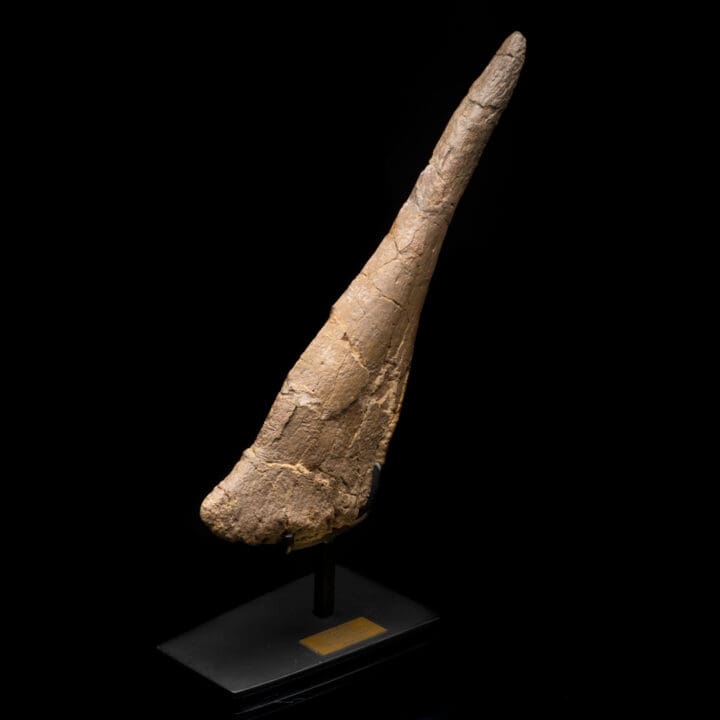 Stegosaurus Tail Spike // 18" Long - Image 6