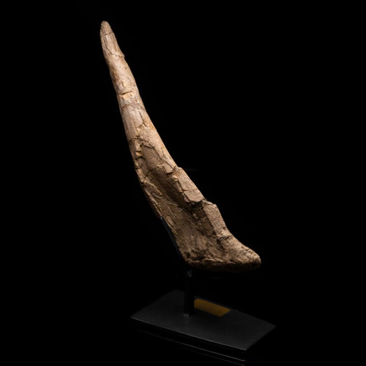 Stegosaurus Tail Spike // 18" Long - Image 5