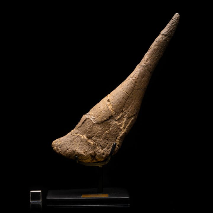 Stegosaurus Tail Spike // 18" Long - Image 4