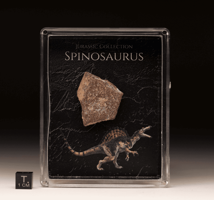 Spinosaurus Fossil Box - Image 2