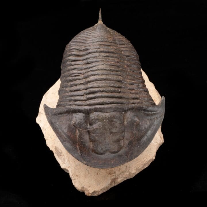 Burmeisterella Trilobite // 3.17 Lb. - Image 2