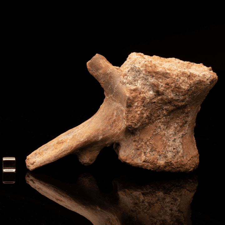 Spinosaurus Vertebra // Ver. 2 - Image 4