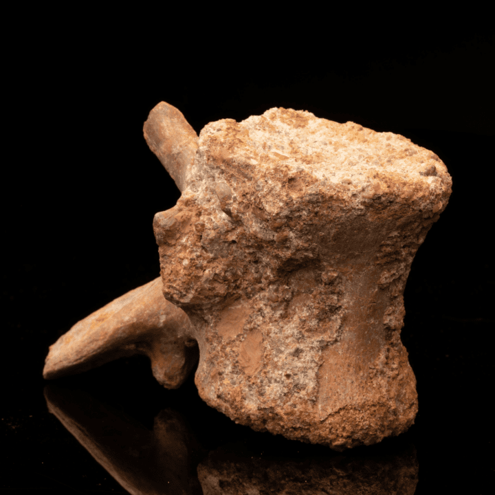 Spinosaurus Vertebra // Ver. 2 - Image 3