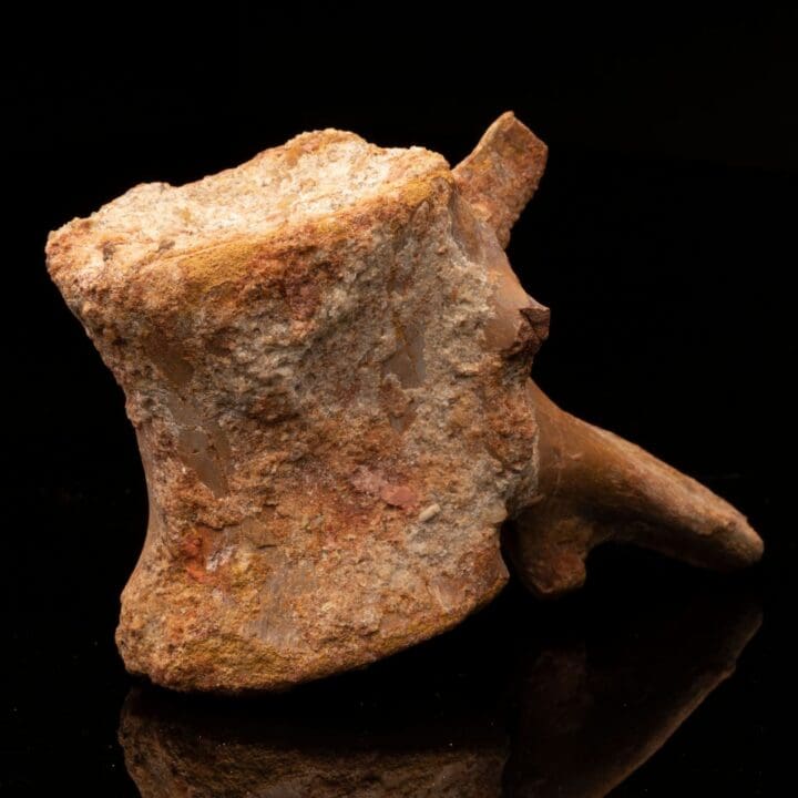 Spinosaurus Vertebra // Ver. 2 - Image 2