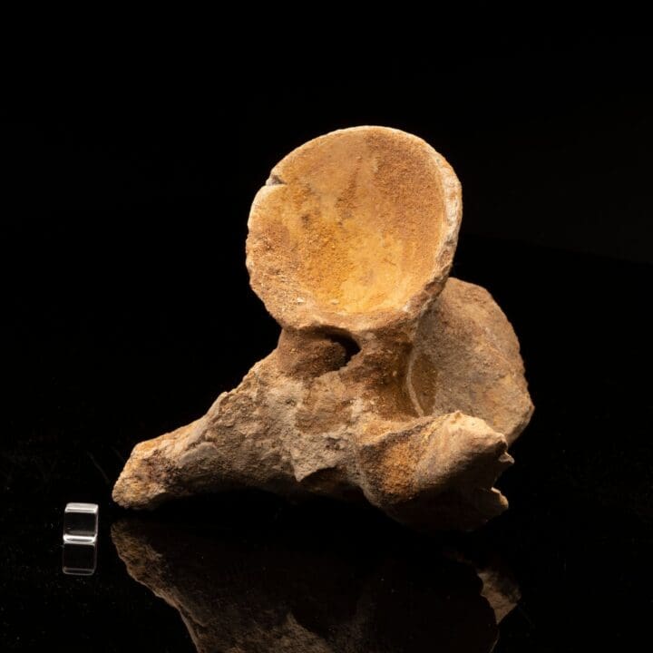 Spinosaurus Vertebra // Ver. 3 - Image 4