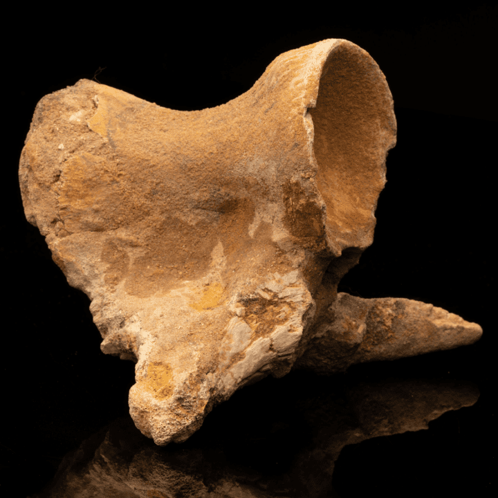 Spinosaurus Vertebra // Ver. 3 - Image 3