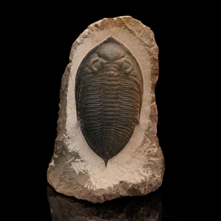 Trilobite Fossil From Morocco // 1.48 Lb.