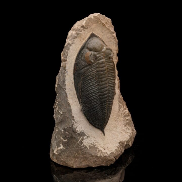 Trilobite Fossil From Morocco // 1.48 Lb. - Image 3
