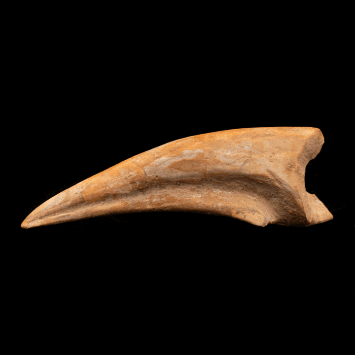 Spinosaurus Toe Claw // 4-3/8" Long - Image 3