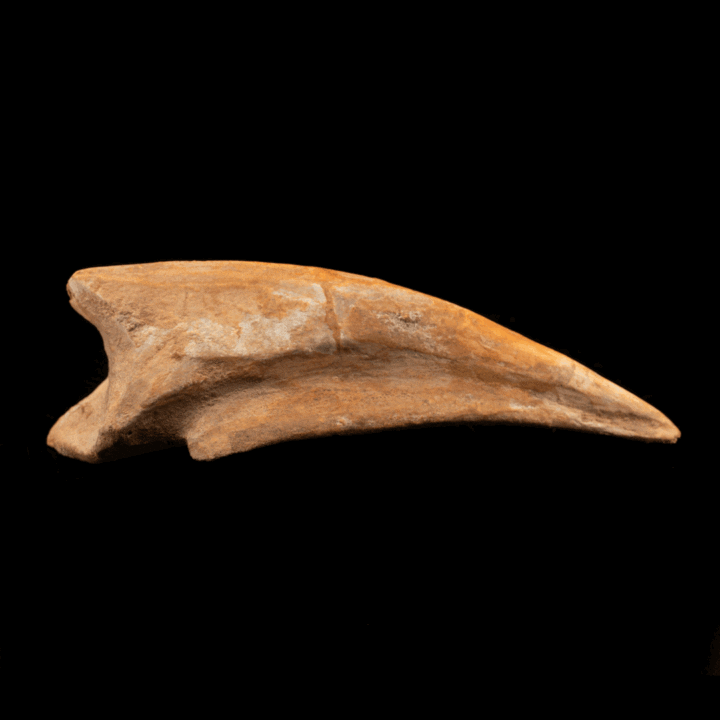 Spinosaurus Toe Claw // 4-3/8" Long - Image 2