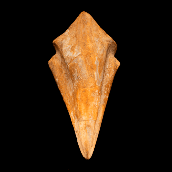 Spinosaurus Toe Claw // 4-3/8" Long