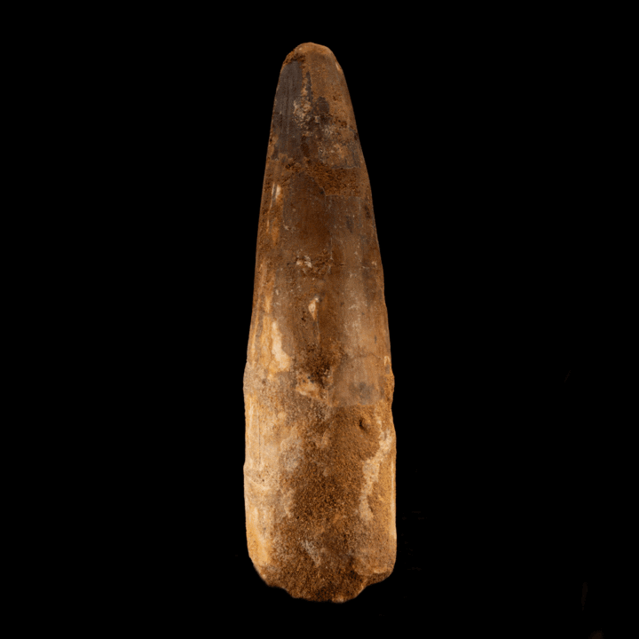 Spinosaurus Tooth // 4-1/4" Long