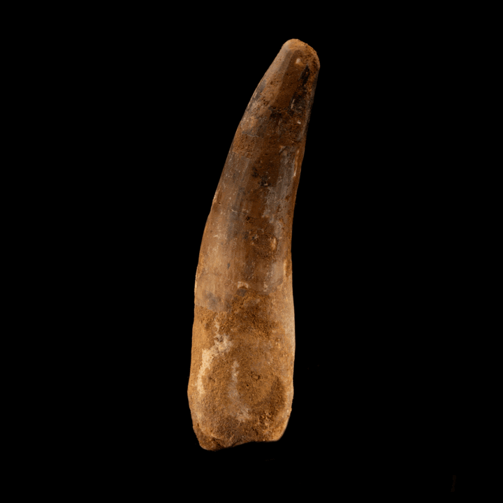 Spinosaurus Tooth // 4-1/4" Long - Image 3