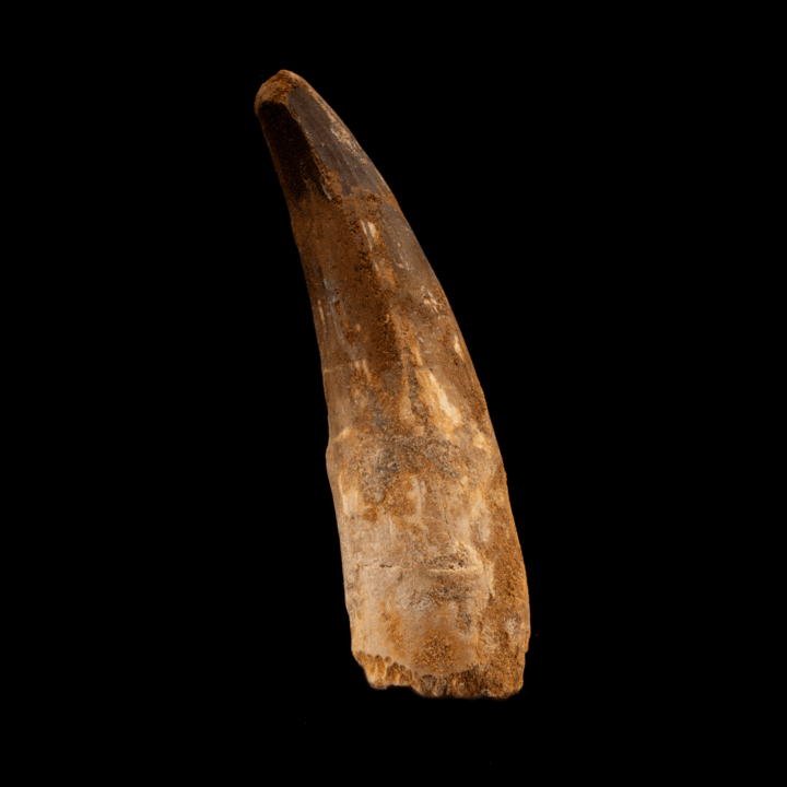 Spinosaurus Tooth // 4-1/4" Long - Image 2