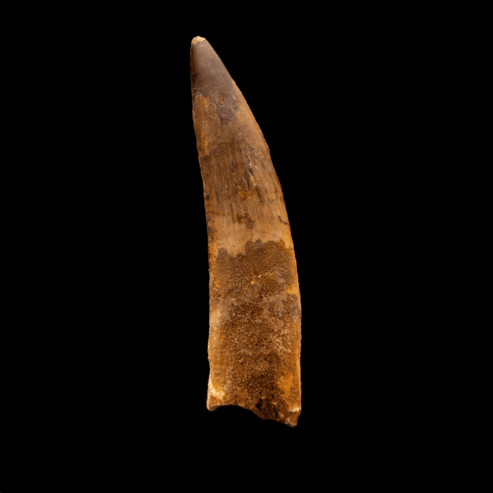 Spinosaurus Tooth // 4-1/2" Long - Image 2