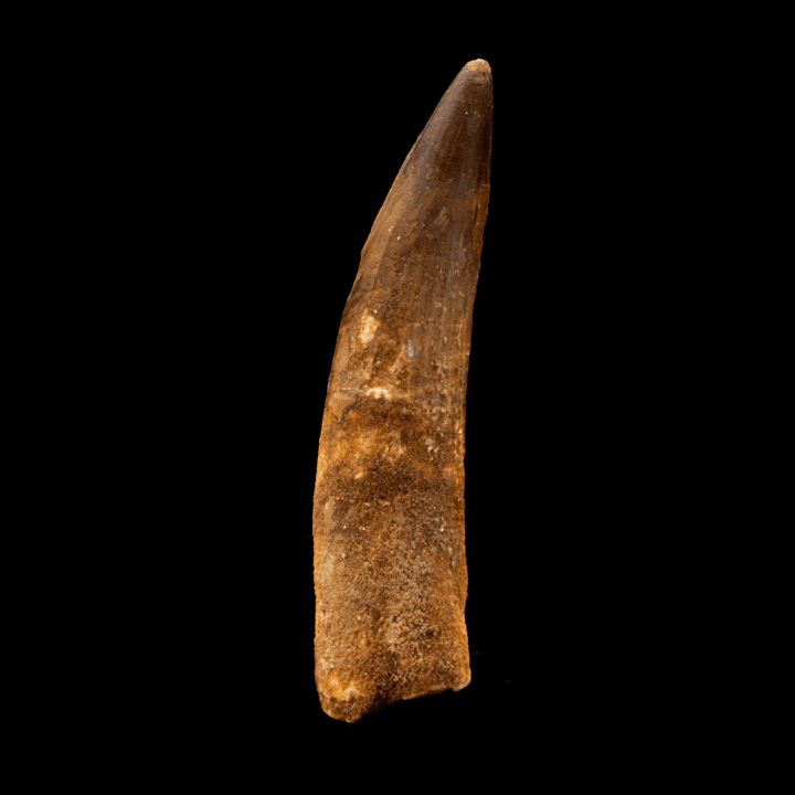 Spinosaurus Tooth // 4-1/2" Long - Image 3