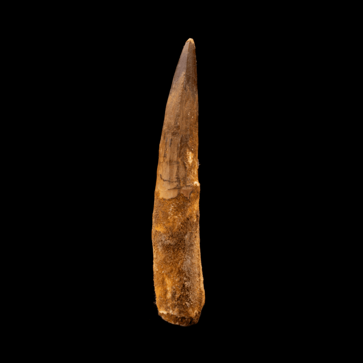 Spinosaurus Tooth // 4-1/2" Long