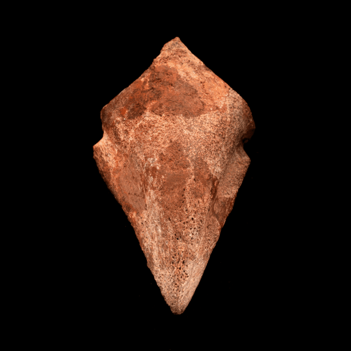 Spinosaurus Toe Claw // 4-1/8" Long