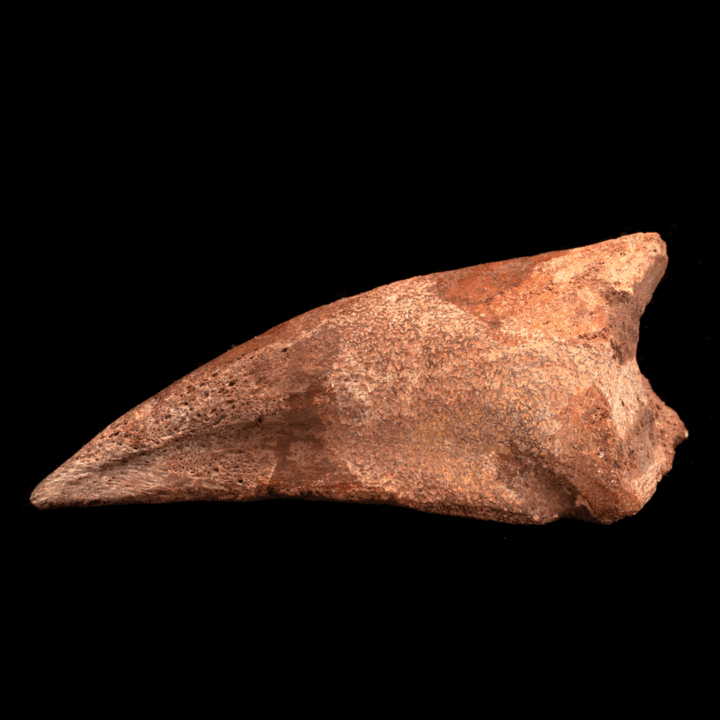 Spinosaurus Toe Claw // 4-1/8" Long - Image 2