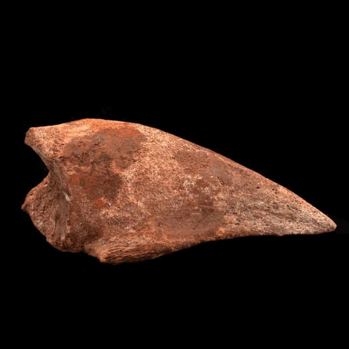 Spinosaurus Toe Claw // 4-1/8" Long - Image 3