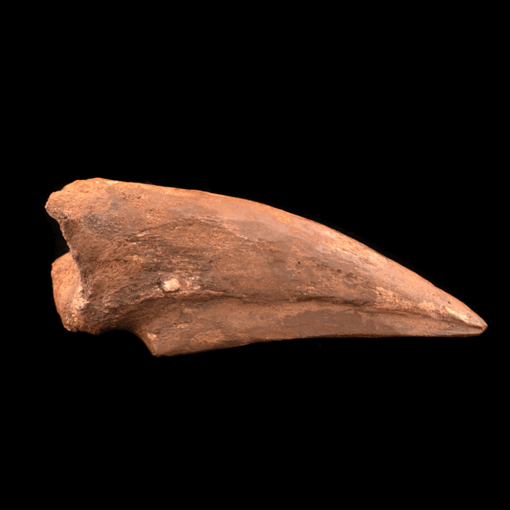 Spinosaurus Toe Claw // 4.75" Long // Cretaceous Period - Image 2